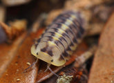 Cubaris Sp. “Green Laser”